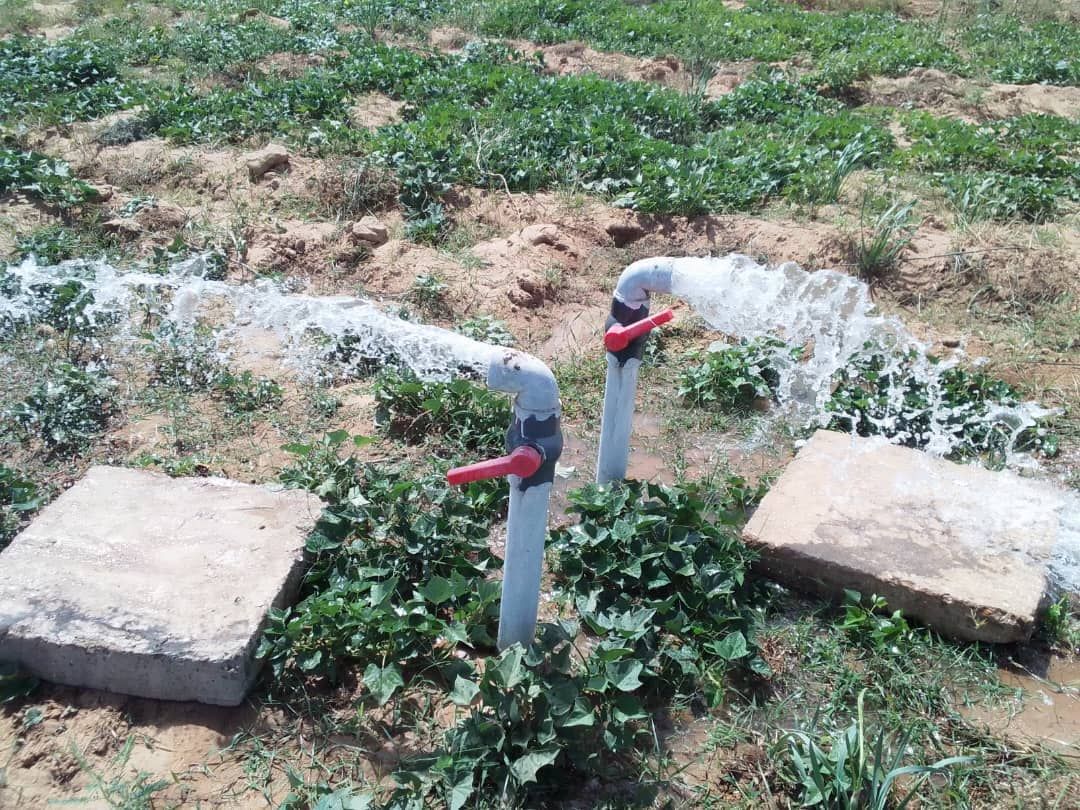 Petits périmètres irrigués en réseau californien — photo 3 sur 4